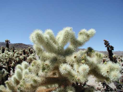 Cholla Cactus Garden