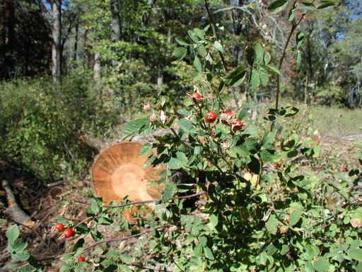 Rose Hips