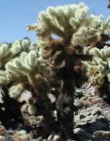 Cholla growth