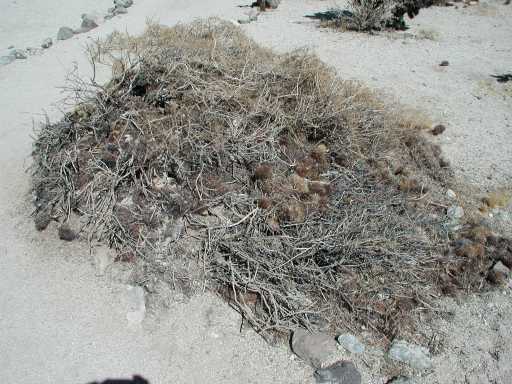 Wood Rat nest